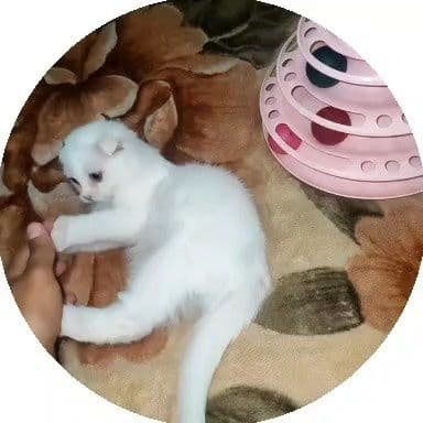 Котёнок по имени Пушок — 2