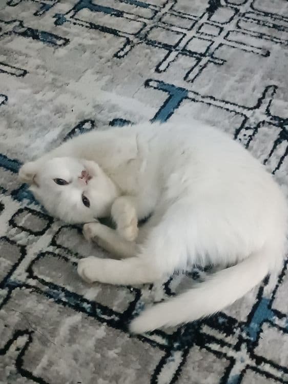Котёнок по имени Пушок — 3