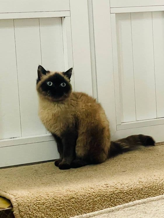 Mushuk mushukcha siam mushuklar котёнок Siam zotli — 1