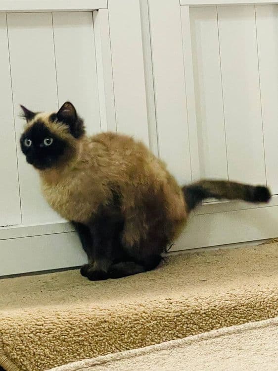 Mushuk mushukcha siam mushuklar котёнок Siam zotli — 2