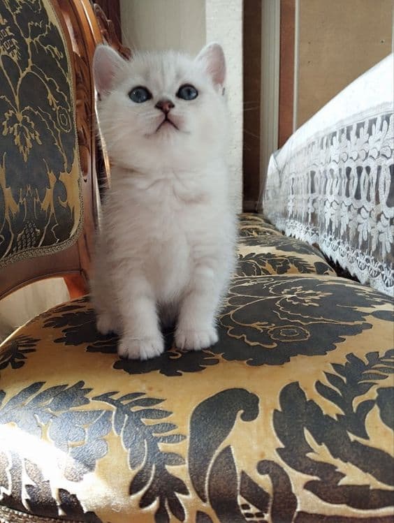 Tozza nasillik mushuklar — 2