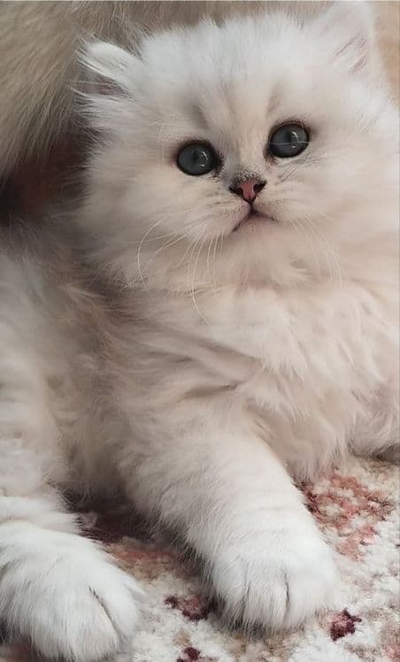 Tozza nasillik mushuklar — 3