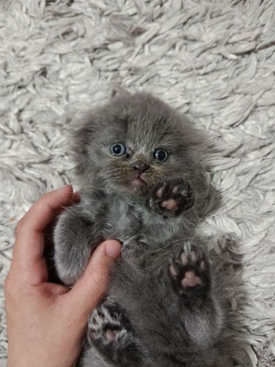 продаются шотландские вислоухие, scottish fold — 2
