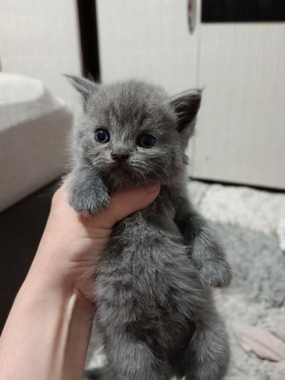 продаются шотландские вислоухие, scottish fold — 3