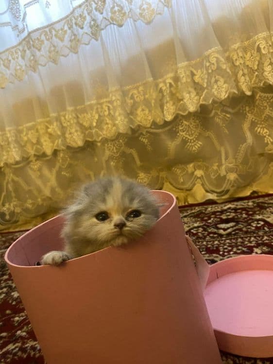 Toza zotli mushuk bolalari — 3