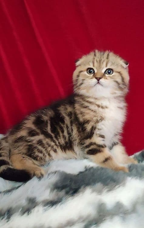 мальчик скоттиш фолд золотая шиншилла мраморная — 2