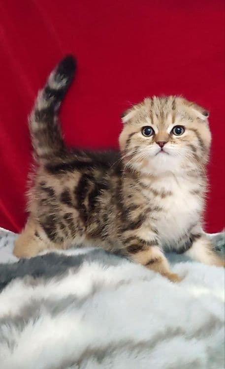 мальчик скоттиш фолд золотая шиншилла мраморная — 3