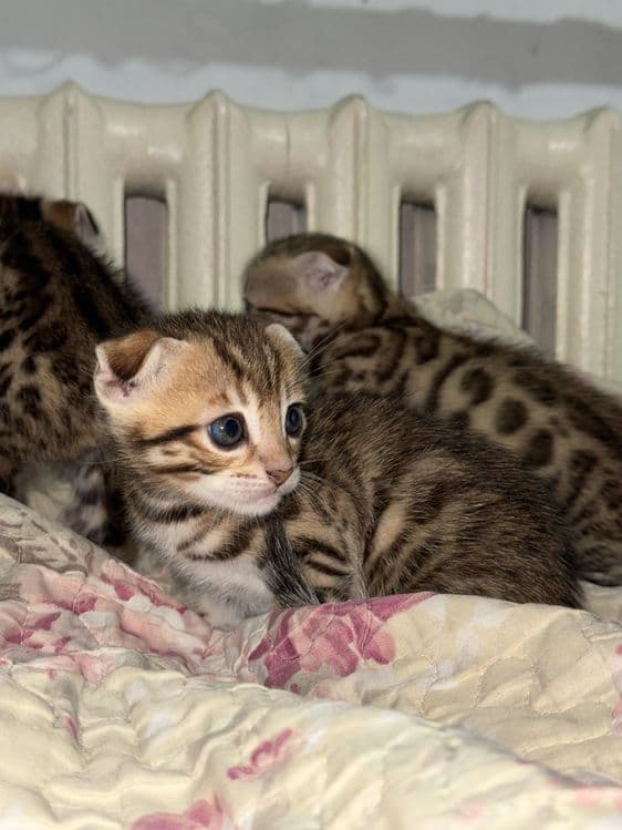 Бенгальская кошка — 1