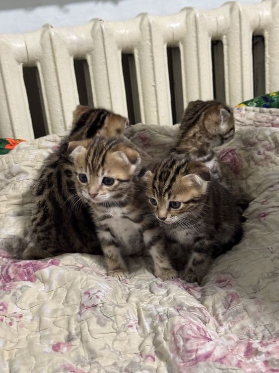 Бенгальская кошка — 3