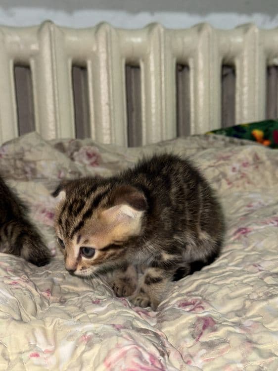 Бенгальская кошка — 5