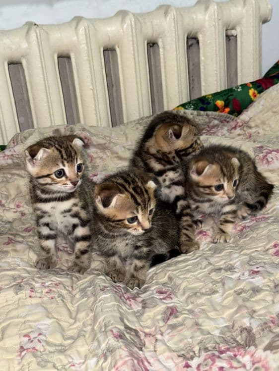 Бенгальская кошка — 6