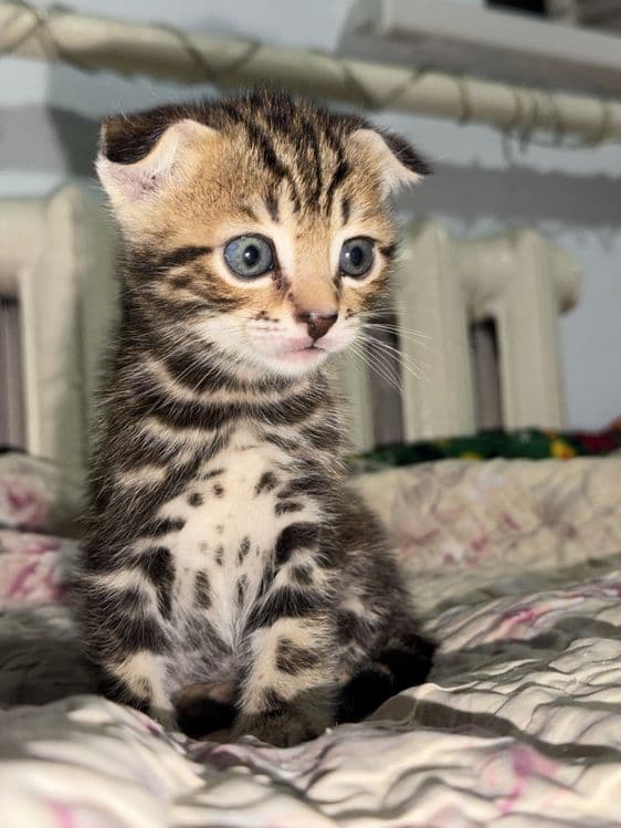 Бенгальская кошка — 7