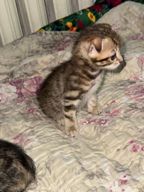 Бенгальская кошка — 8