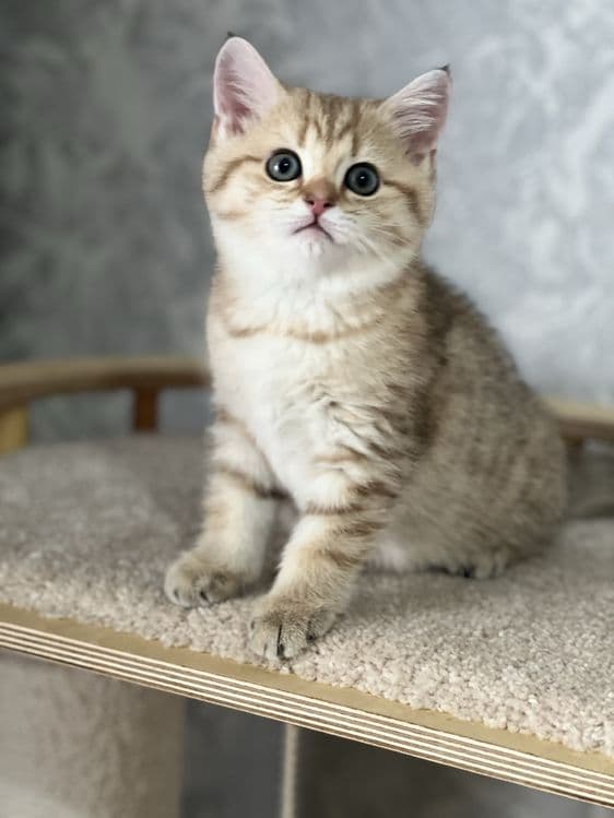 Продается котенок! — 1