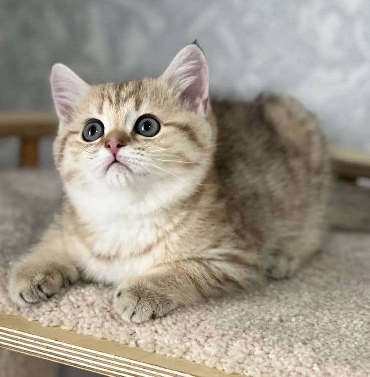 Продается котенок! — 2
