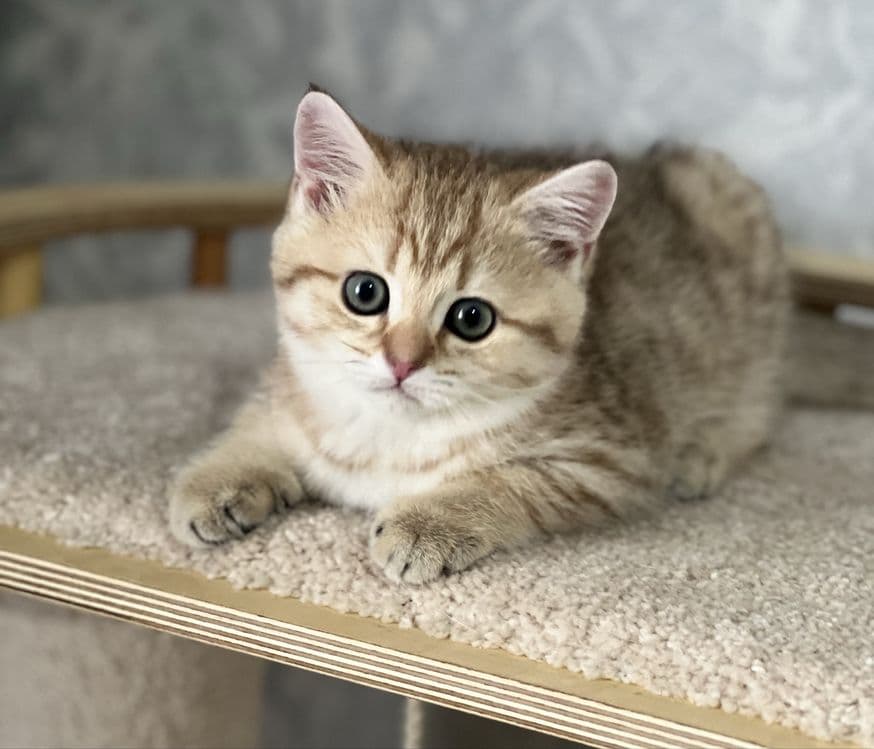 Продается котенок! — 3