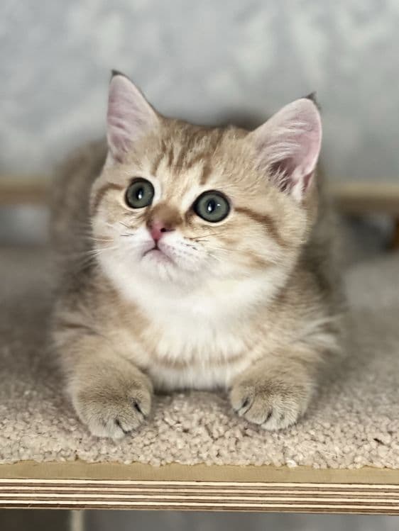 Продается котенок! — 4