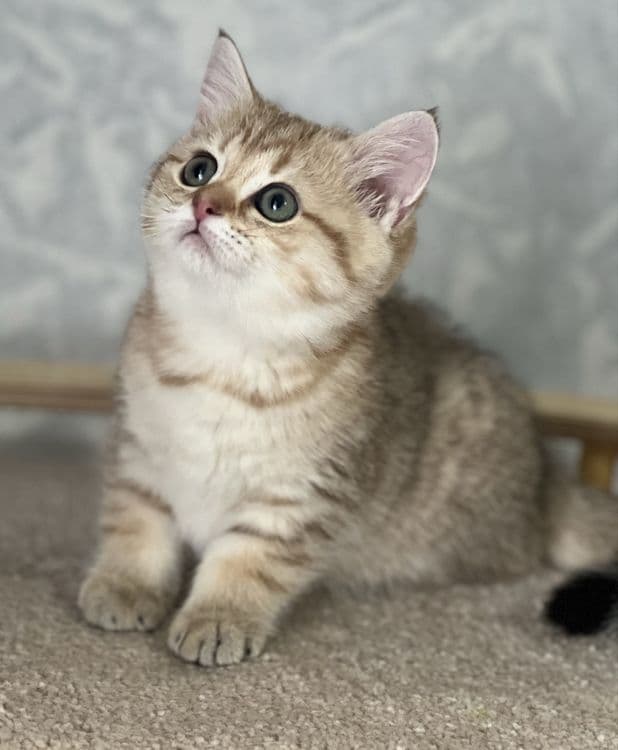 Продается котенок! — 5