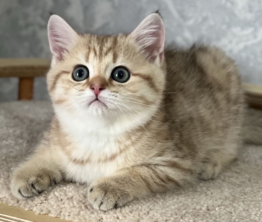 Продается котенок! — 6
