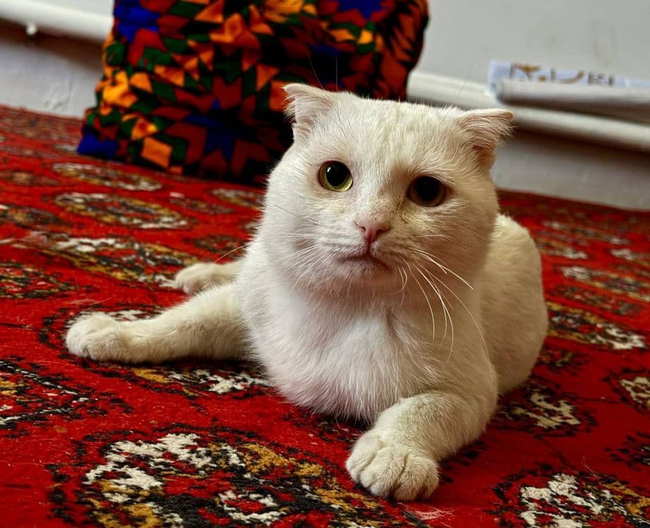 Скотч фолд еркек мысық сатылады Нукусте — 2