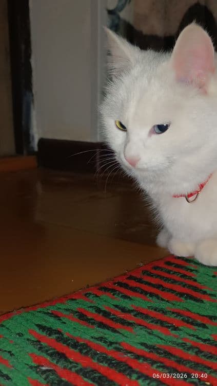 Toza zotli Turk angorasi — 1