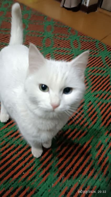 Toza zotli Turk angorasi — 3