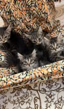 Котята чистые домашние, мама сиамская