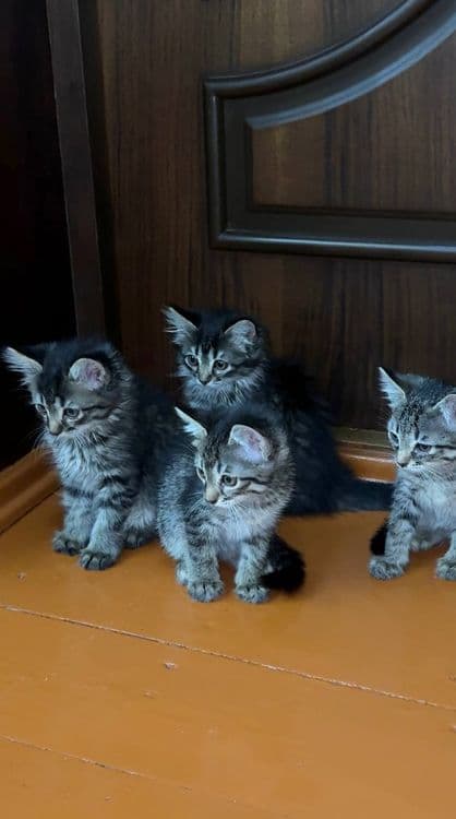 Котята чистые домашние, мама сиамская — 2