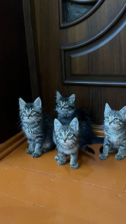 Котята чистые домашние, мама сиамская — 3