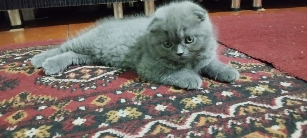 Porodniy mushuklar — 1