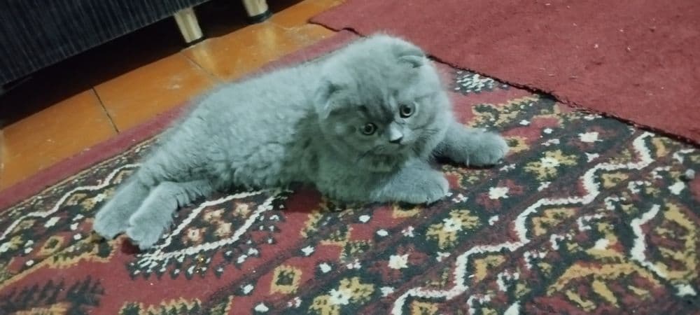 Porodniy mushuklar — 2