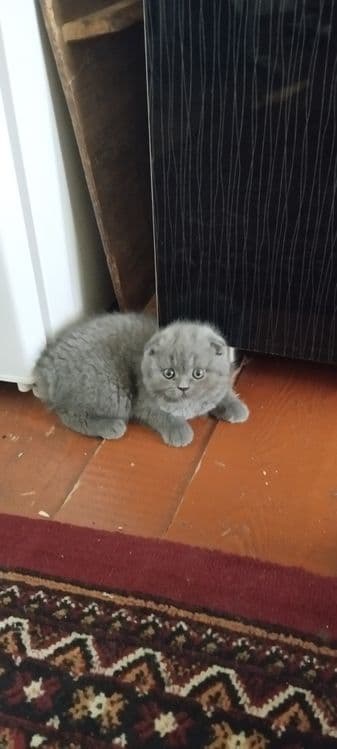 Porodniy mushuklar — 3