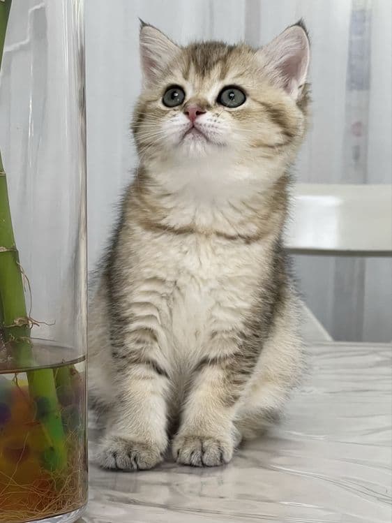 Продается БРИТАНСКАЯ девочка! — 4