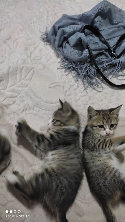 Продаются кошки 3 — 2