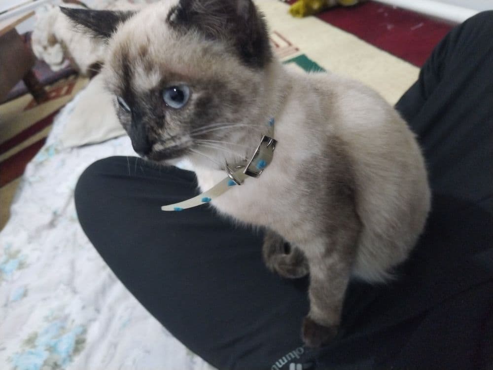 Siam mushuk sotiladi — 3