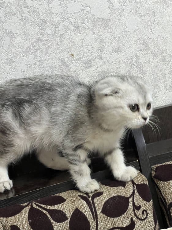 Шеншилла серебристый вислаухий — 2