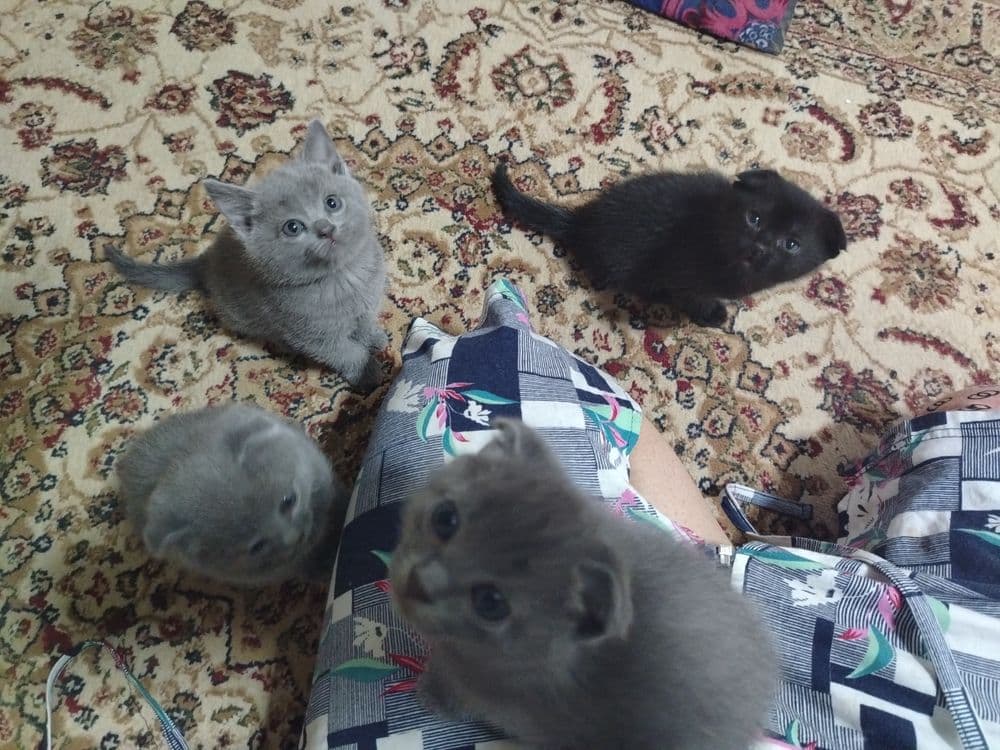 Продаётся кошка, шотландский вислоухий — 2