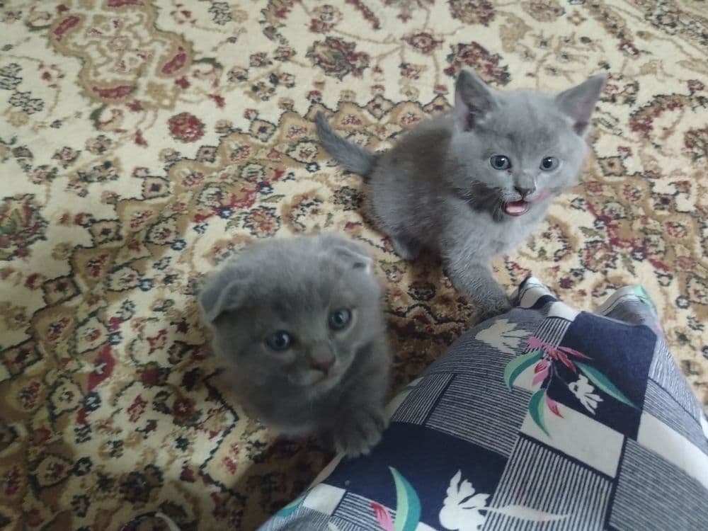 Продаётся кошка, шотландский вислоухий — 3