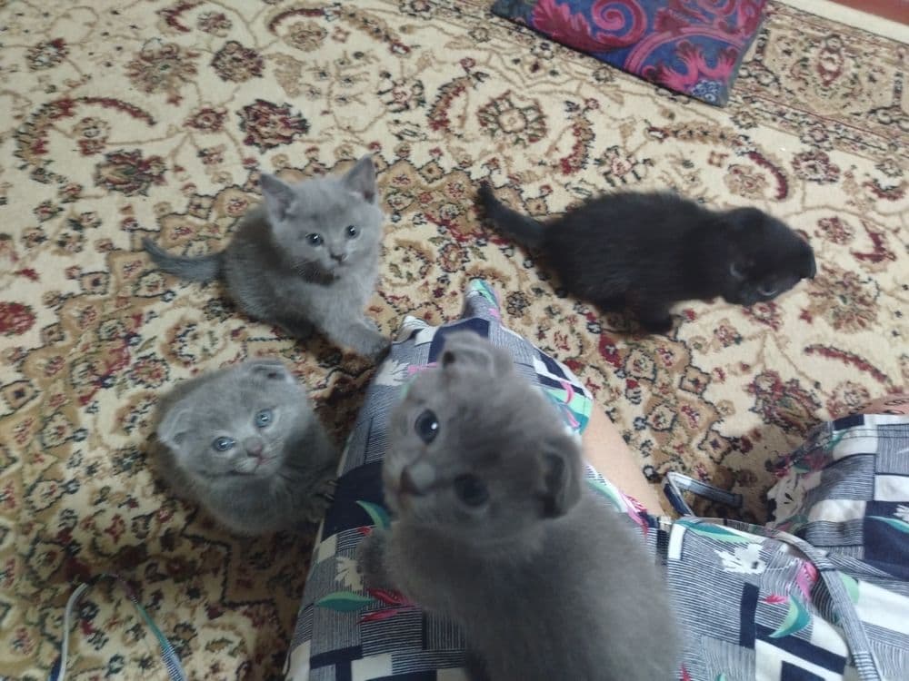 Продаётся кошка, шотландский вислоухий — 4