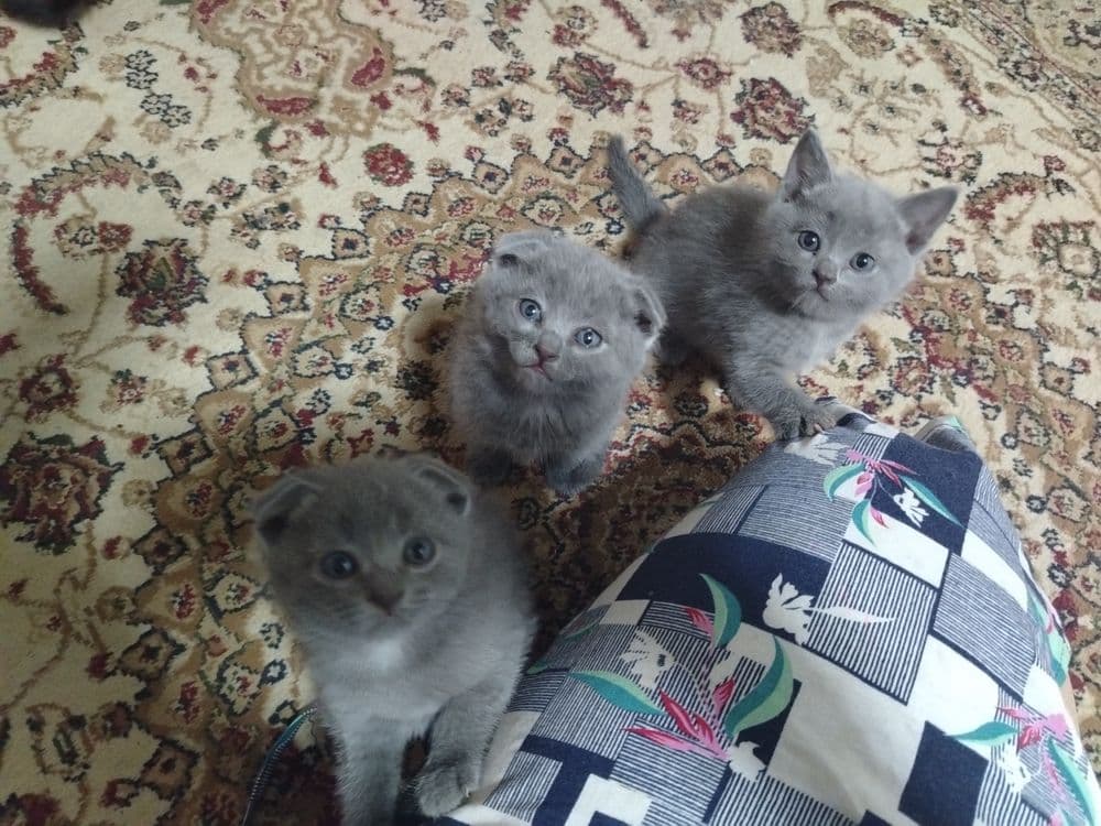 Продаётся кошка, шотландский вислоухий — 5