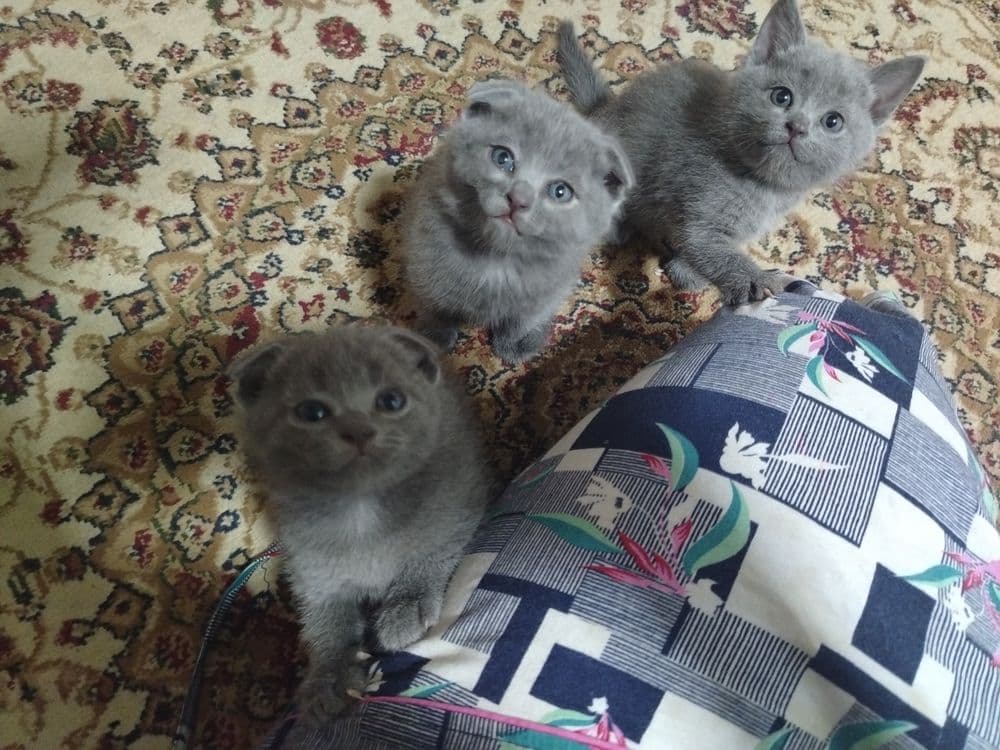 Продаётся кошка, шотландский вислоухий — 6