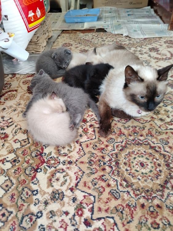 Продаётся кошка, шотландский вислоухий — 7