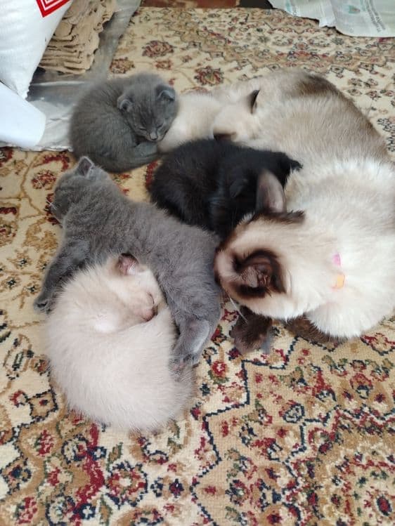 Продаётся кошка, шотландский вислоухий — 8
