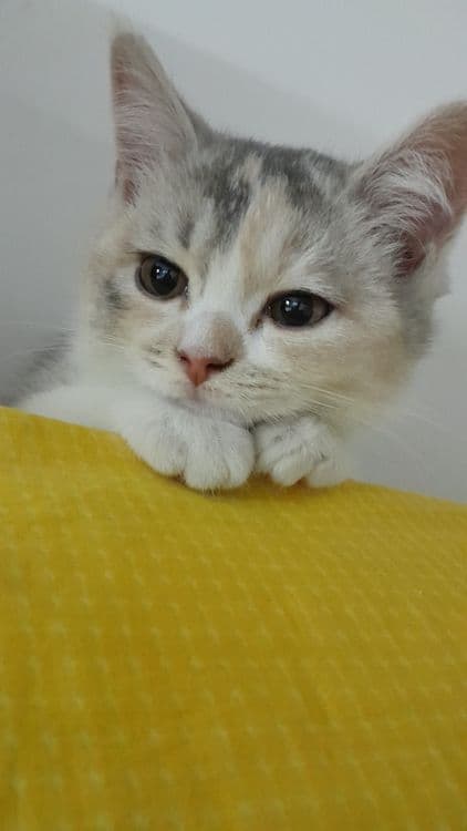 Продается котенок девочка — 2