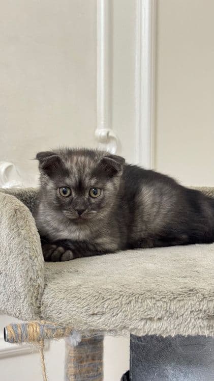 Котята скотиш на продажу — 2