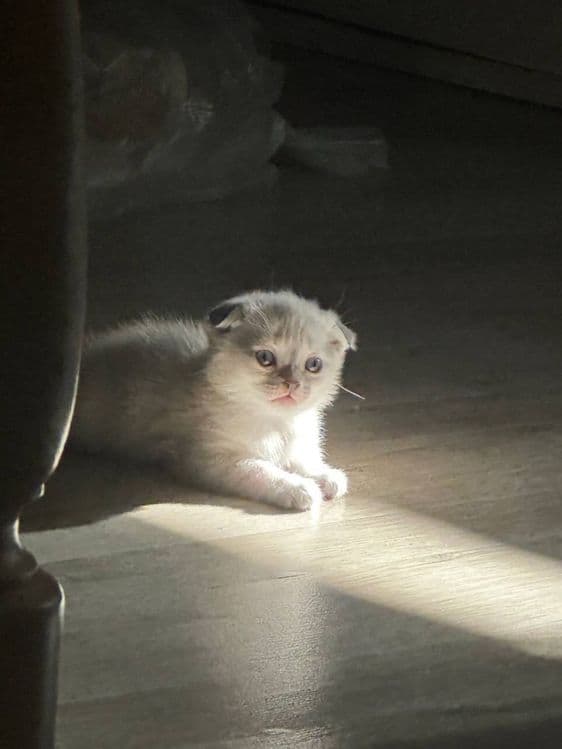Котёнко породистый