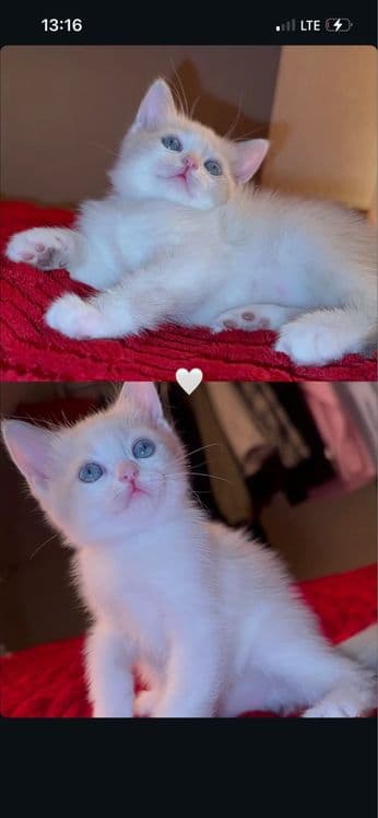 Котёнко породистый — 2