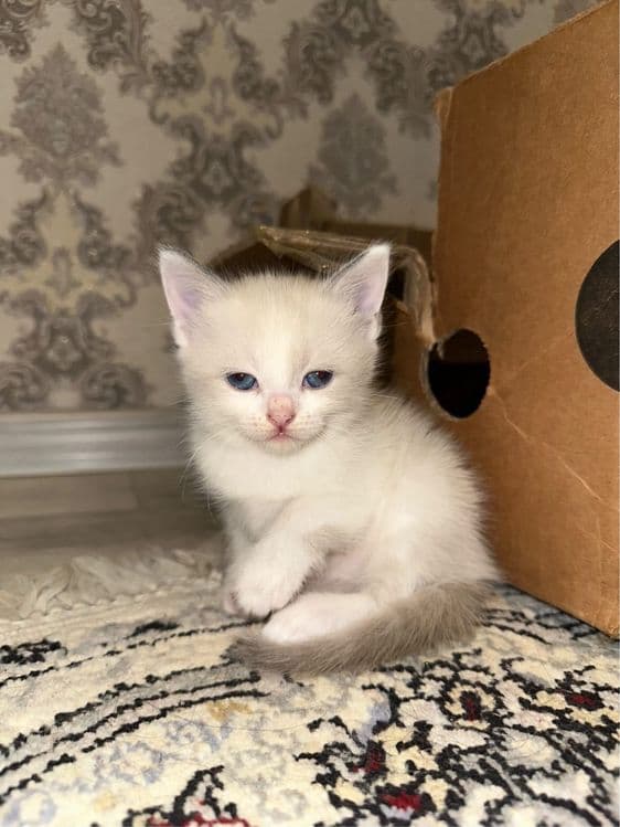 Котёнко породистый — 3