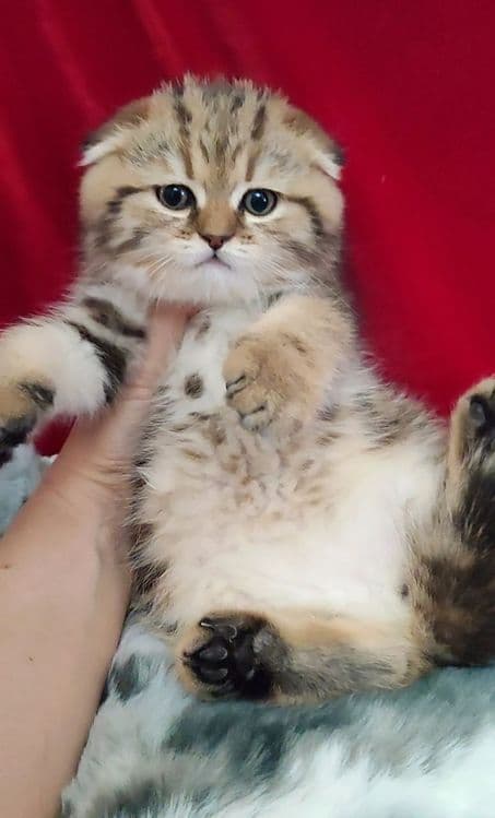 мальчик скоттиш фолд золотая шиншилла мраморная — 1