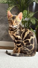 Продается Бингальская кошка